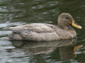 Yellow-billed Duck x Mallard hybrid